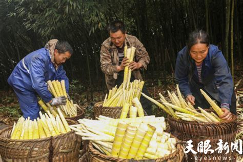 因竹而美 因竹而富，桐梓打造100万亩方竹产业基地