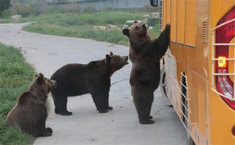 熊吃人！游客目睹饲养员被熊撕扯，上海野生动物园暂时关闭__财经头条