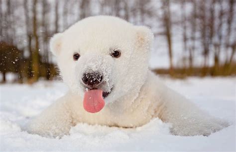 可爱北极熊宝宝摄影图片欣赏 - 设计之家