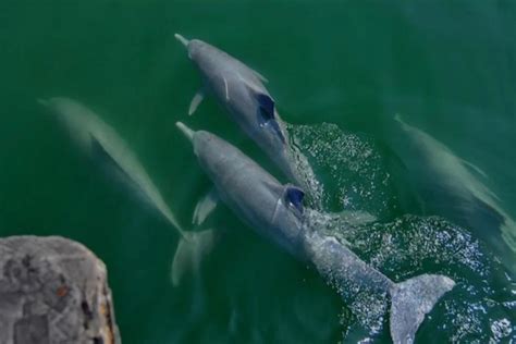 白海豚也能成为特色药用海洋动物？ _湿地保护_www.shidicn.com