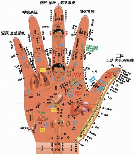 胳膊上的穴位图图片