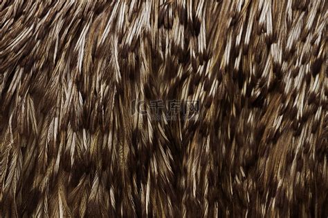 澳大利亚最大的鸟鸸鹋的羽毛高清摄影大图-千库网