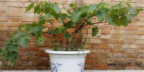 农业栽培：盆栽葡萄的栽培方法！
