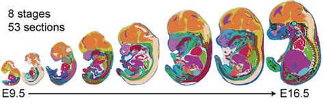 给小鼠等胚胎发育“拍照”，华大等团队发布全球首批生命时空图谱_科学湃_澎湃新闻-The Paper
