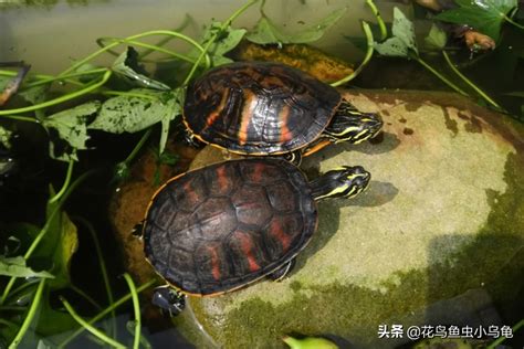 乌龟品种大全（乌龟品种介绍图片） – 碳资讯