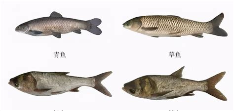 农村河里常见的鱼类,农村河里常见的十种鱼,河里鱼类大全_大山谷图库