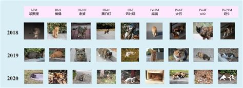 在中国，流浪猫每年捕杀的野生动物超过100亿_凤凰网
