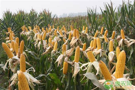 2021玉米种子最好的品种排行榜 - 惠农网
