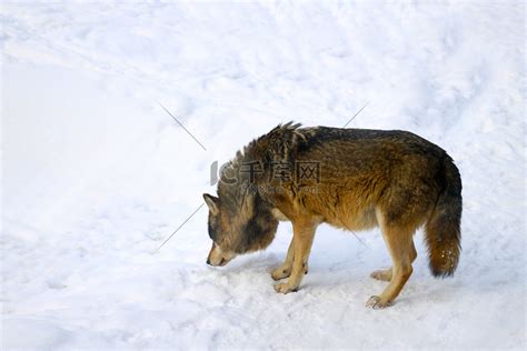 世界上最漂亮的狼：纽芬兰白狼排名第一(中国狼排第十)_小狼观天下