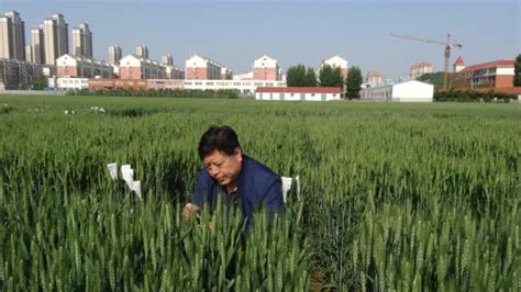 九三学社烟台市委员会 社员风采 王江春选育的“烟农999”在中国种子协会“寻找小麦高产品种”活动中产量位居榜首