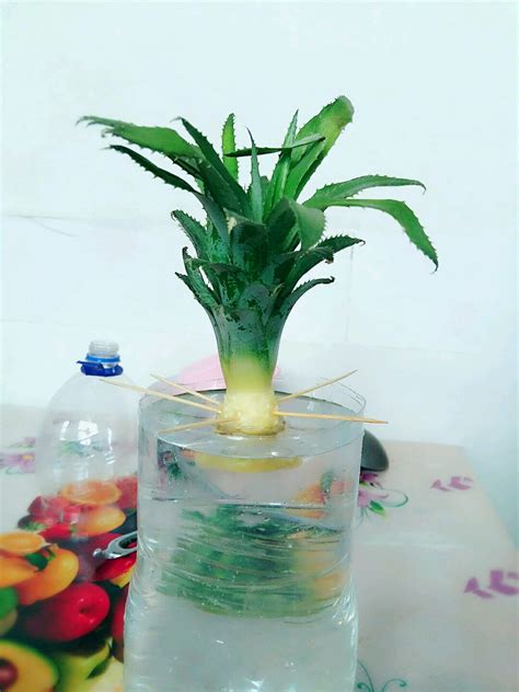 菠萝怎么种植水培,水培菠萝,菠萝头怎么水培_文秘苑图库