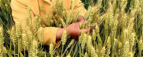 种植一亩小麦的利润 - 运富春
