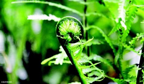 绛珠草图片