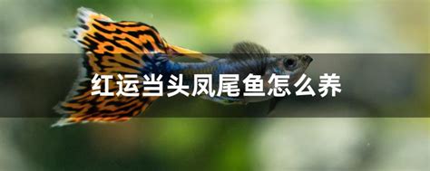 鱼市上出售的凤尾鱼高清图片下载-正版图片503573797-摄图网