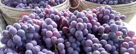 中国最高端葡萄品种排名，云南顶级葡萄品种