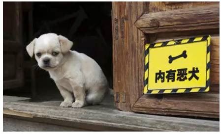 恶犬图片