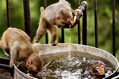 80年属猴每月出生运势，属猴的生于六月-生肖猴-生肖-泰岁易学