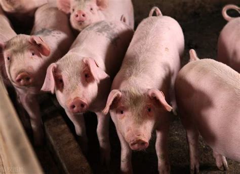 猪贩子：8月猪价能否“起飞”，不看消费，看这三点！哪三点？__财经头条