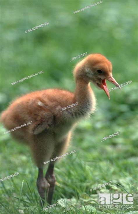 Common crane (Grus grus), Stock Photo, Picture And Rights Managed Image ...