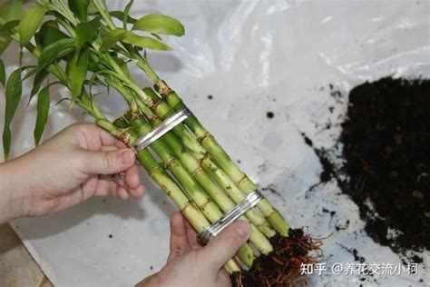 家中土培富贵竹，怎么养才能更翠绿？ - 知乎
