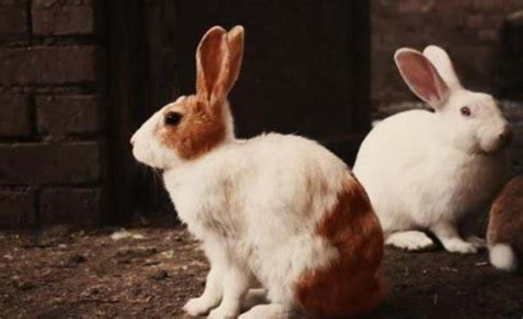 恐怖童谣十只兔子的故事：揭示社会残酷_巴拉排行榜