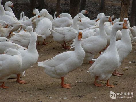 活鹅市场价格多少钱一斤？怎么长途运输？养殖利润如何？ - 达达搜