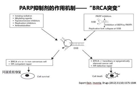 Science解析重要抑癌基因，挑战传统观点_抑癌基因_BRCA1_BRCT_E3泛素连接酶_医脉通