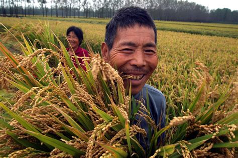 丰收水稻的图片大全,水稻丰收,丰收水稻_大山谷图库