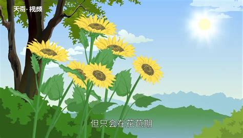 向日葵为什么向着太阳转动？ _www.isenlin.cn