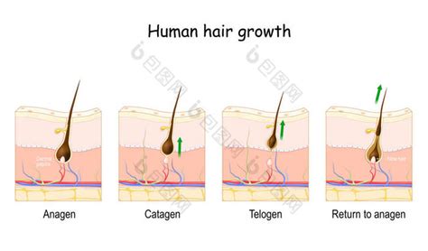 毛囊再生！干细胞外泌体到底是如何实现毛发再生，解决脱发难题的 - 知乎