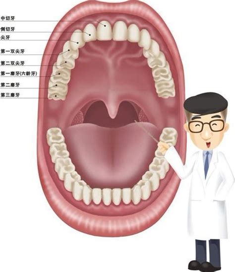 口腔图解图片