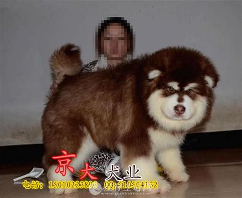 赛级阿拉斯加 熊版巨型阿拉斯加幼犬出售 - 宠物交易 - 桂林分类信息 桂林二手市场