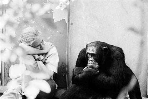 遗传学已将猩猩科与人科合并，黑猩猩属于人族！_人类