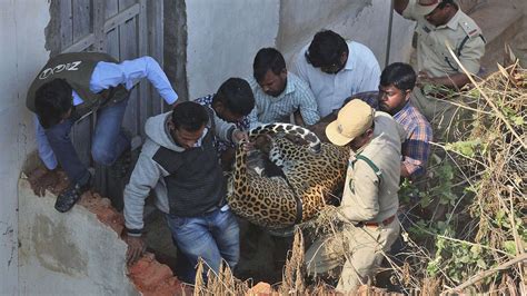 印度一豹子闯进居民家中悠闲晒暖 急疯全村人