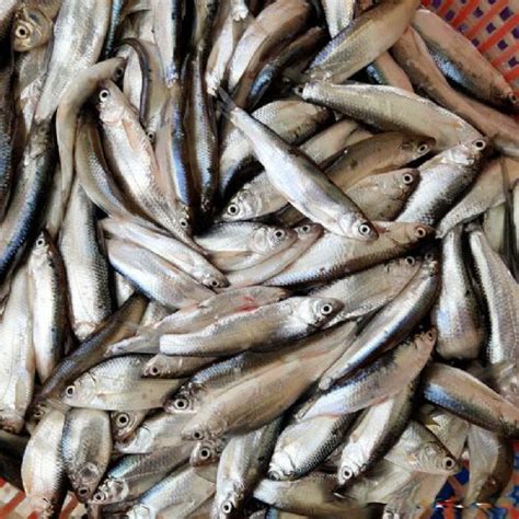 新年将至,黑鱼价格飞涨,南下捞鱼的收购商,塑料筐准备好了吗？