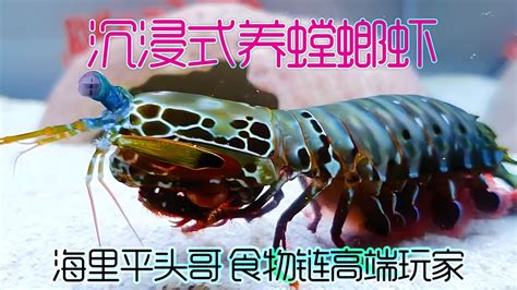 沉浸式养雀尾螳螂虾 食物链高端玩家的彪悍虾生 太有趣太好玩了