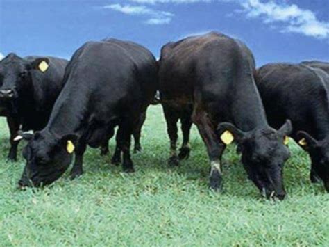 玉林西门塔尔养牛基地 2022年的母牛价格 吉林四平 福成五丰-食品商务网