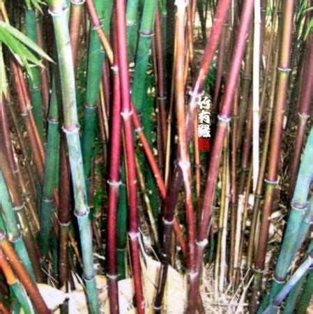 名贵竹子排名-园林杂谈-长景园林网