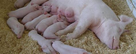 母猪产后检查步骤有哪些？母猪产后护理要点 - 农敢网