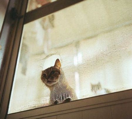 为什么猫咪总会在家门口等主人回家呢？|主人|猫咪|爱猫_新浪新闻