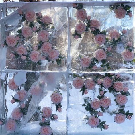 冰玫瑰 - 高清图片，堆糖，美图壁纸兴趣社区