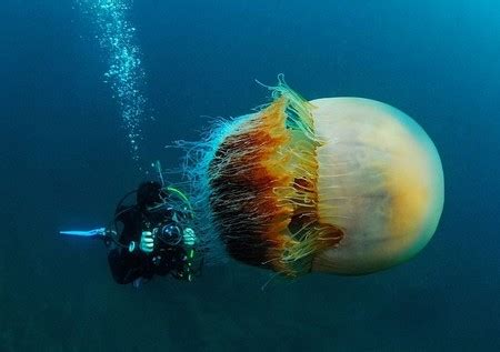 摄影师深海潜水时偶遇罕见巨型野村水母_频道_凤凰网