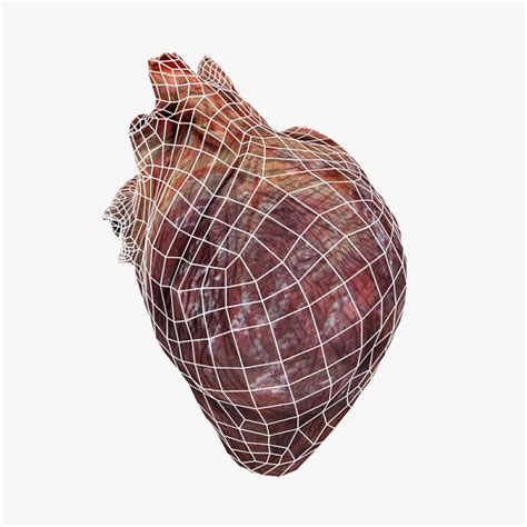 心脏模型3D打印模型_心脏模型3D打印模型stl下载_生物医学3D打印模型-Enjoying3D打印模型网