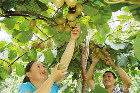 天眼（贵州日报报刊社官方新闻客户端）：你们最爱的贵州猕猴桃，为何这么香？听专家一说，懂了……