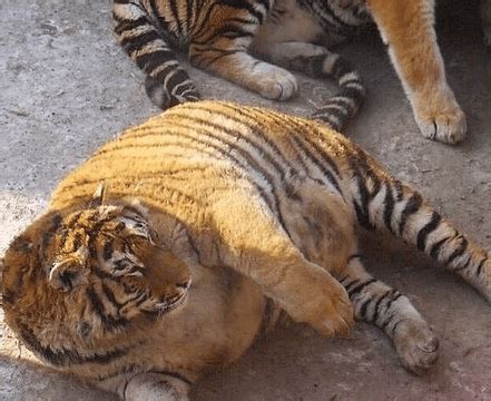 近百只老虎狮子一天要吃千斤肉 大爷养不起了！_凤凰网资讯_凤凰网