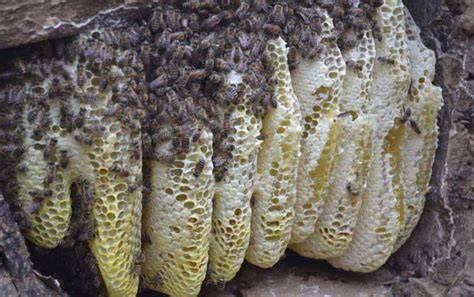自养蜜蜂取土蜂蜜过程视频 _网络排行榜