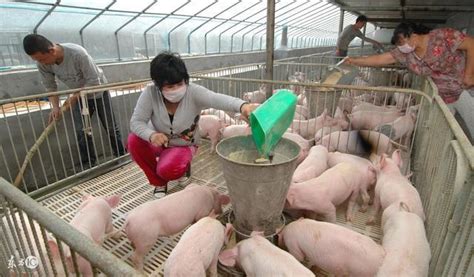 养猪自配猪饲料那一种方法对养猪更科学，更有利，收益最大呢？ - 知乎