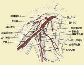 头臂干动脉解剖图图片 头臂干动脉解剖图图片