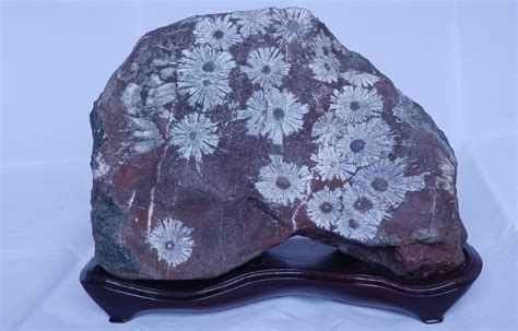 菊花石原石图片