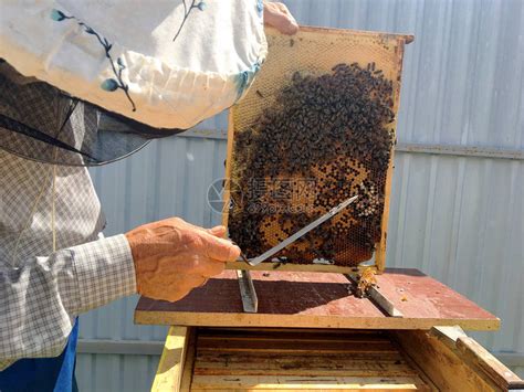 有翅膀的蜜蜂慢地飞到养蜂人那里高清图片下载-正版图片506231474-摄图网